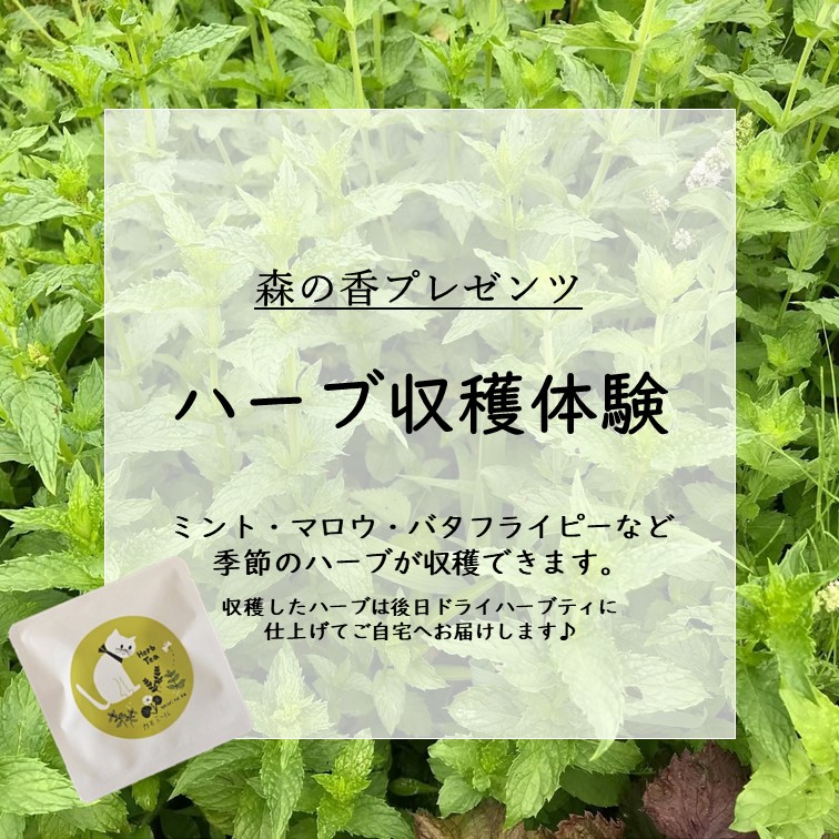 【7月9日（水）・10日（木）・12日（土）】森の香プレゼンツ　ハーブ収穫体験 収穫体験プラン