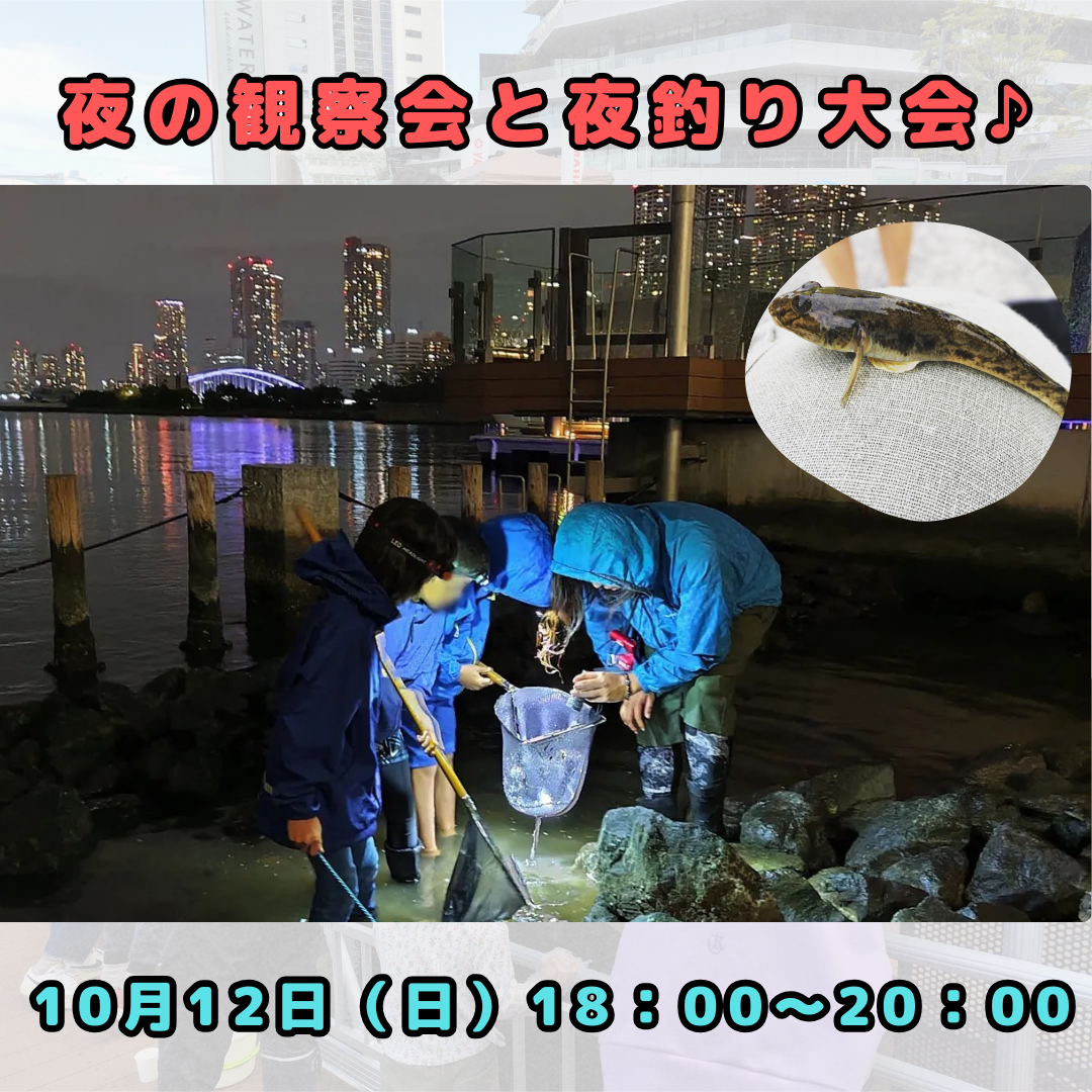 10/12（日）18:00〜20:00　夜の観察会と夜釣り大会♪ 夜の観察会と夜釣り大会