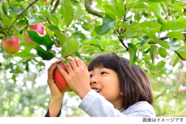 収穫体験 フルーツ狩り いちご狩り さつまいも掘り